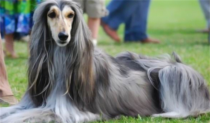 世界上最笨的狗 古老的猎犬犬种（阿富汗猎犬）