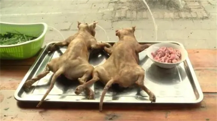 越南人吃猫肉有多疯狂？一天能吃掉100吨猫，都快被吃灭绝了！