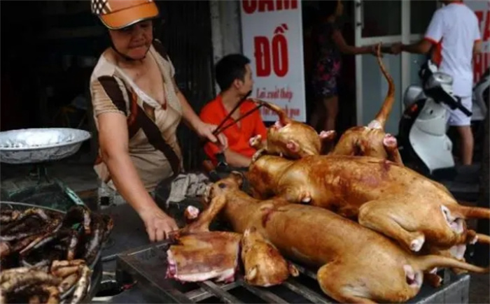 越南人吃猫肉有多疯狂？一天能吃掉100吨猫，都快被吃灭绝了！