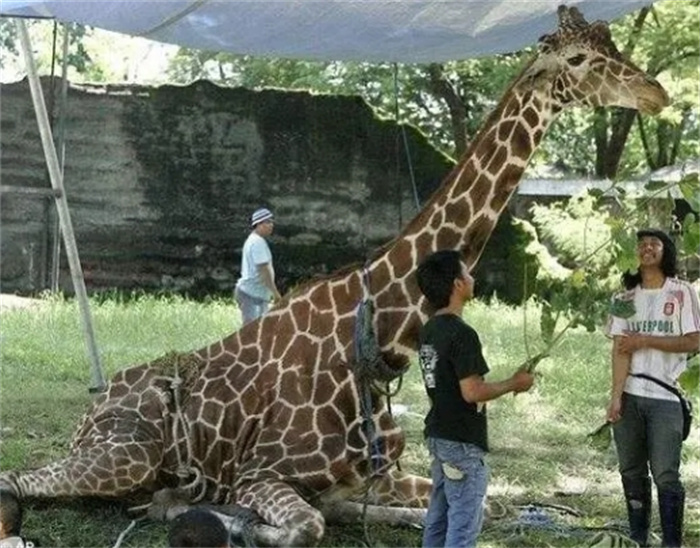 世界上最残忍的动物园，长颈鹿饿到吃塑料袋，老虎瘦到只剩皮骨！