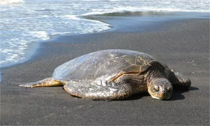 世界上最大的海龟，重达1吨体长2米，嘴里还隐藏惊人的秘密！