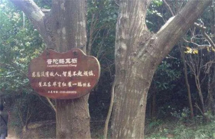 世界仅剩一颗的大树，至今已有200年历史，老外想看必须来中国！