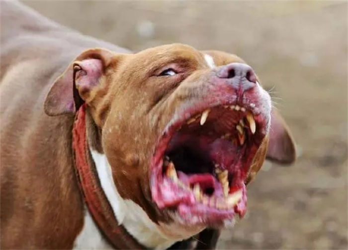 全球最凶猛的狗，三分钟内咬死200斤重的高加索，千万不能养！