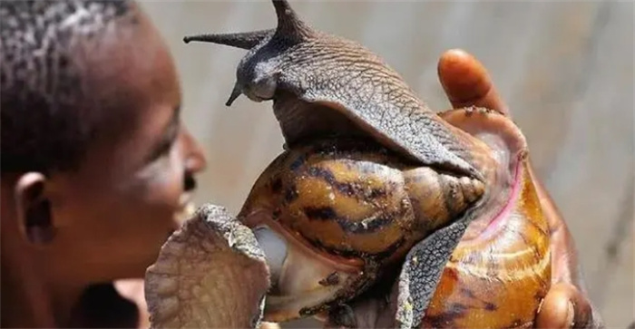 非洲人疯狂起来不输中国吃货，满山遍野的蜗牛活生生被吃个精光！