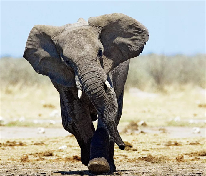 世界上最大的陆地哺乳动物  是非洲的非洲象（哺乳动物）