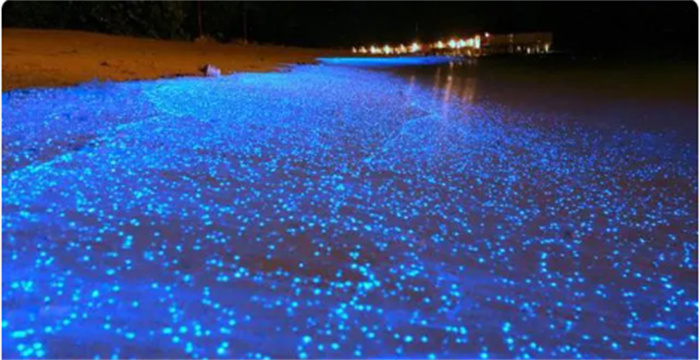 马尔代夫海滩经常发出亮光  科学家发现  原来是浮游植物造成的