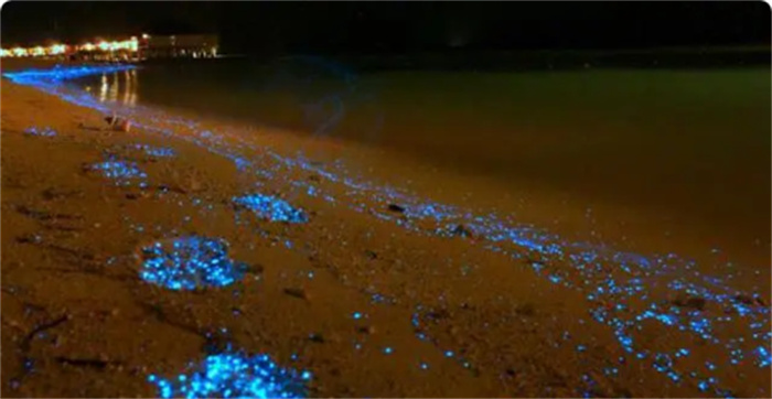 马尔代夫海滩经常发出亮光  科学家发现  原来是浮游植物造成的