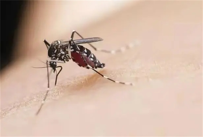 花蚊子入侵中国50年 他为何那么厉害（有毒蚊子）