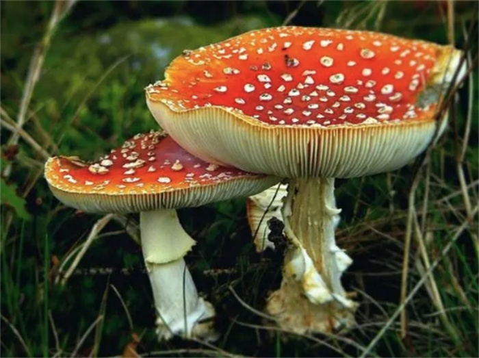 世界上毒性最强10种蘑菇盘点，我国境内有多种出现，你见过哪几种