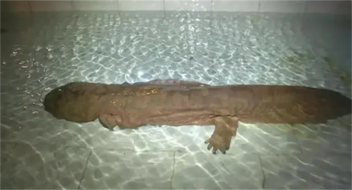 2015年  重庆发现野生娃娃鱼  重102斤  身长1.4米  有200多岁了