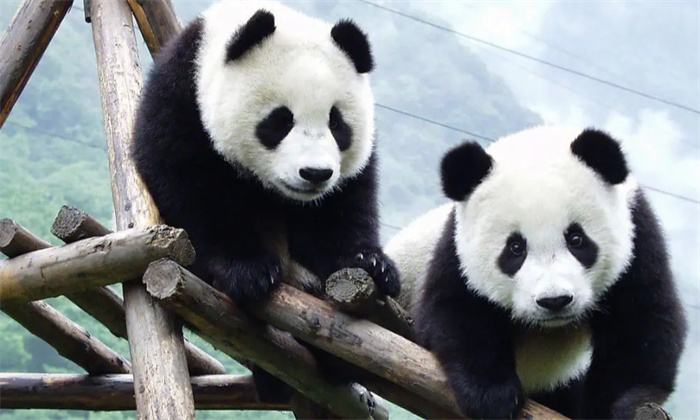 全球十大珍稀野生动物  中国大熊猫在列