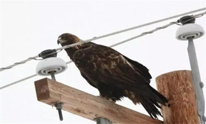 大型鸟类容易触电 怎么能避免事故不能（鸟类触电）