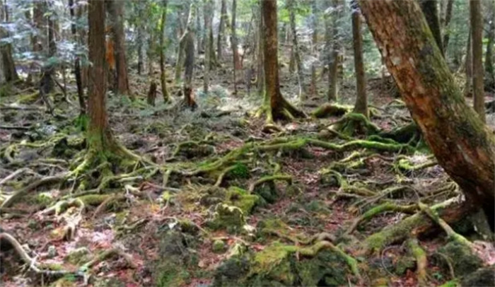 日本青木原树海之谜，近50年以来，近600人在此结束自己的生命