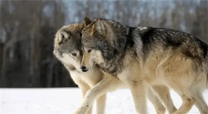 弃婴被母狼叼回窝中哺育，后被猎人收养，十年后再相遇是生死离别