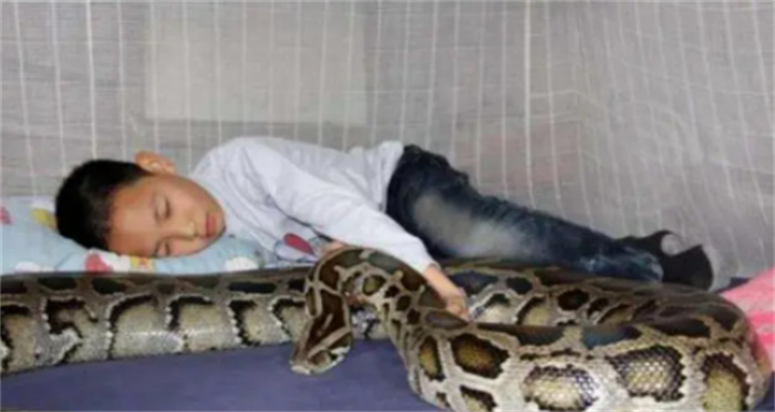 云南少年跟25条蟒蛇同居17年  还真枕蛇睡觉  蛇却没有攻击他