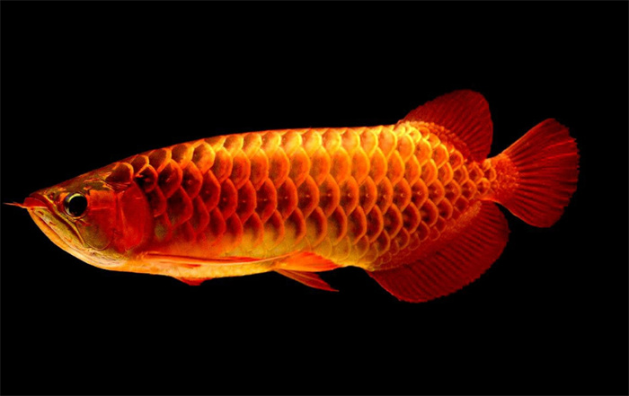 科学界的重大发现 鱼类比想象中更聪明（鱼类智商）