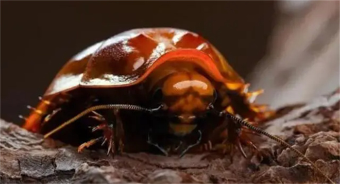 澳大利亚巨型蟑螂  最大九厘米  十分聪明  有人将其作为宠物饲养