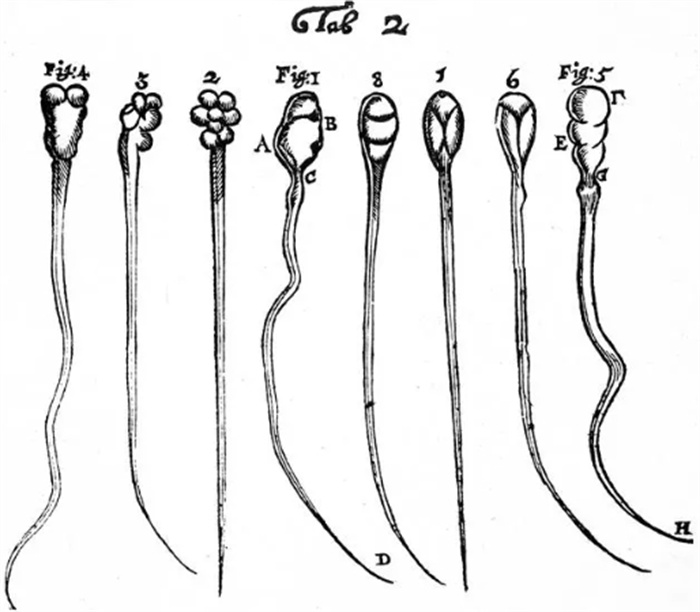 受精需移动15厘米，人类精子到底如何推进？科学家被骗了300多年