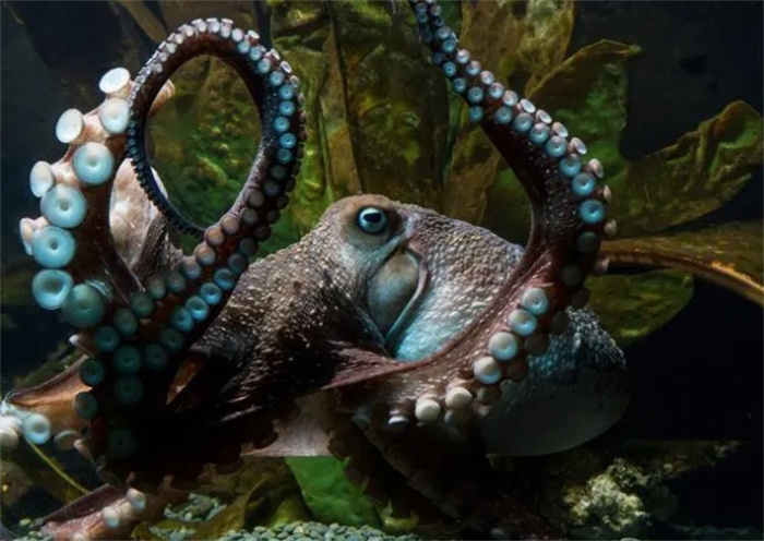 为何有人说章鱼是外星生物？3个心脏，能变色，还能编辑RNA！