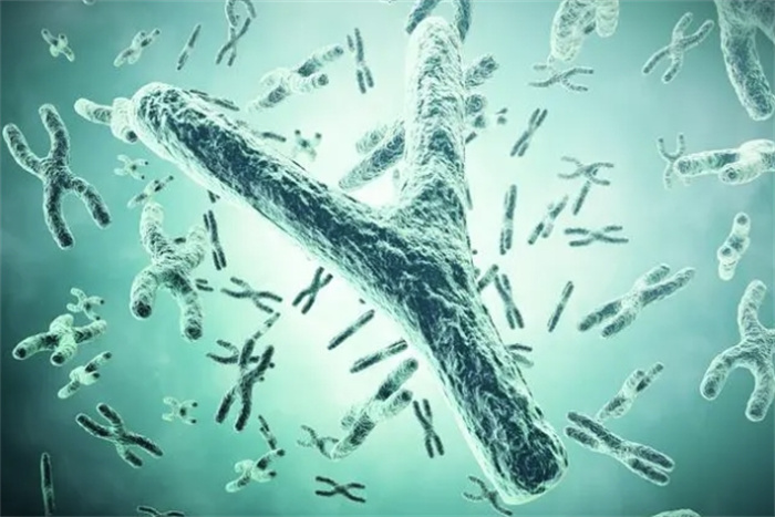 Y染色体正在流失！1100万年后或完全消失，人类该如何繁殖