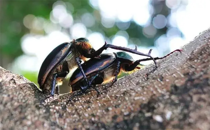野生甲壳虫“灭绝”41年  如今重现江湖（生物恢复）