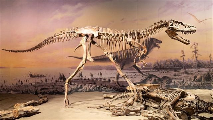 恐龙也是直立行走  为何没进化成智慧生物  再给6600万年会怎样