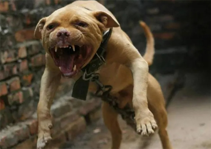 英国女遛狗师疑被8只狗咬死，带头的居然是被自己收养的比特犬