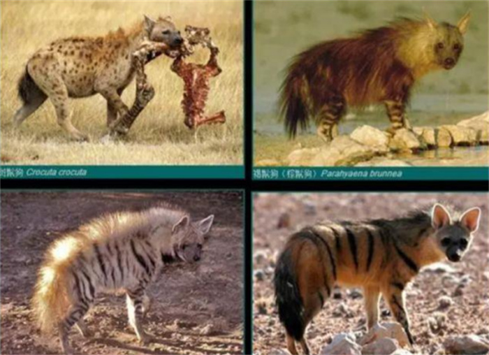 为什么斑鬣狗的前肢很长  后肢却很短  这具有什么进化优势吗