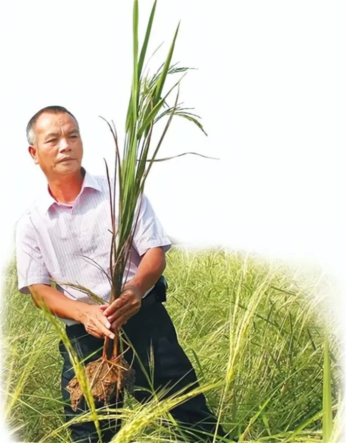 盐碱地种出的海水稻，难吃且农民不愿意种，为何我国要大力推广？