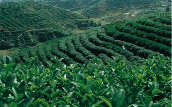 世界十大茶叶出口国 第一名不是印度  也不是中国
