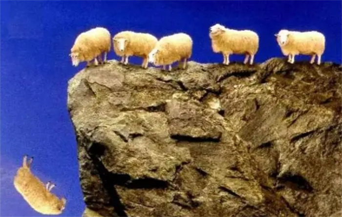 一只羊跳下悬崖，结果1500只羊紧随其后，为什么羊经常集体跳崖？
