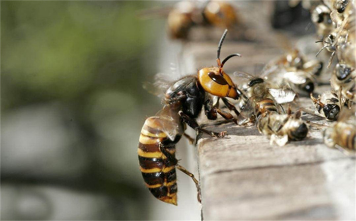 世界上最大的蜂类 体长可以来到4cm以上（最大的黄蜂）