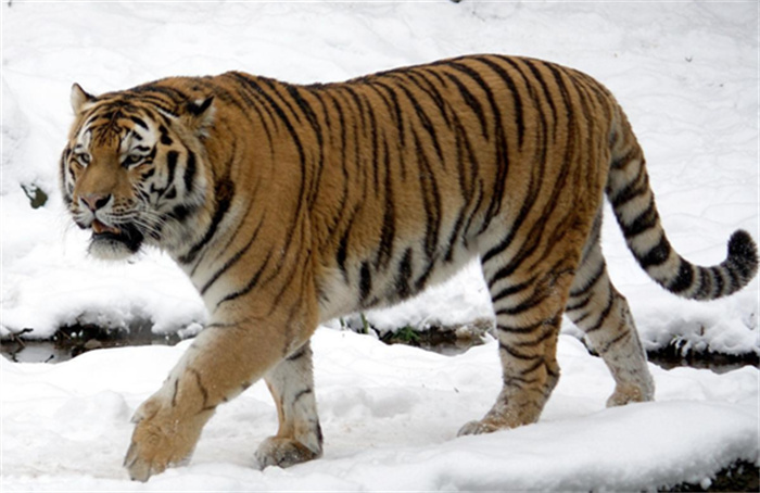 世界上最大的猫科动物 体重来到350kg（东北虎）