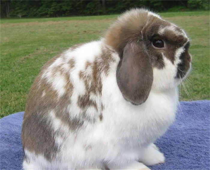 世界上体型最小的兔子 和人的手掌相差不多（兔子体型）