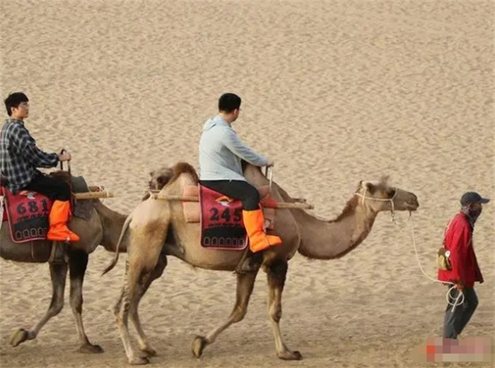 敦煌景区的骆驼集体罢工！骆驼的耐力还不如人吗，咋会体力不支？