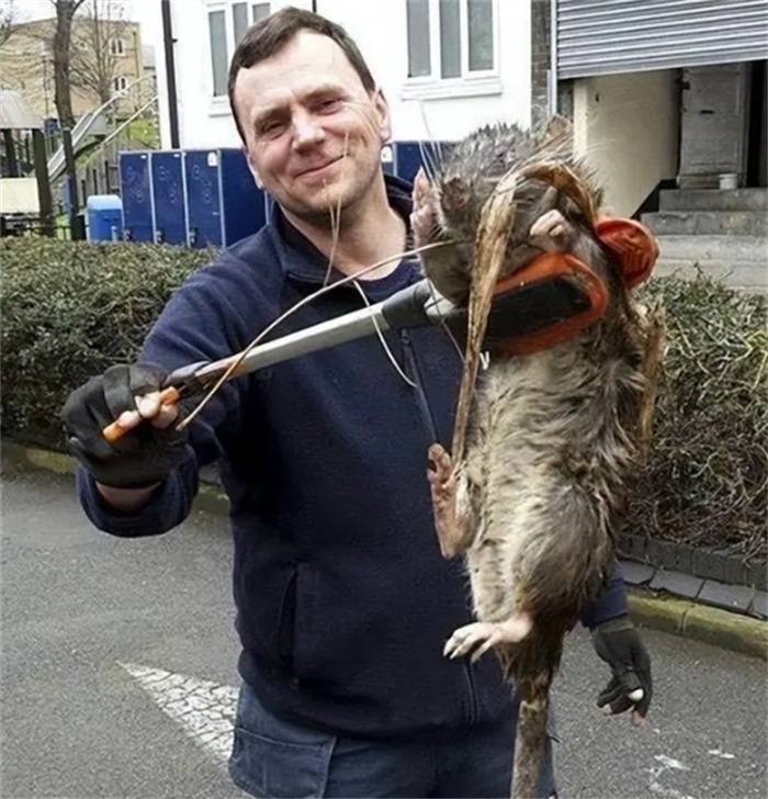 英国超级老鼠入侵，最长1.2米，一样是鼠为何中国的只有巴掌大？