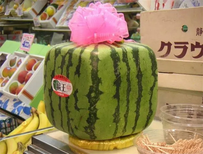 2023年日本方西瓜开卖，不能吃只观赏还卖500块，凭啥这么贵？