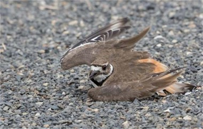 鸟界奥斯卡级演员  断翅受伤奄奄一息  只为吸引捕食者远离孩子
