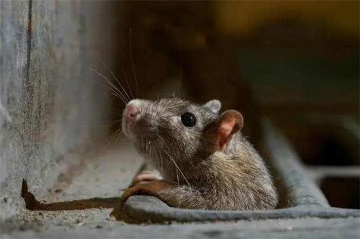 花170万欧元治理，仍有600万只老鼠，巴黎决定另辟蹊径：和鼠共存