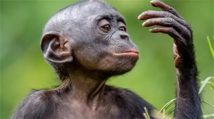 如果我们去干预黑猩猩的繁殖，能不能培育出特别像人的品种来呢？
