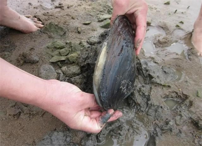 小螺蛳都能吃  为啥同为河鲜的河蚌却没人吃  不好吃  还是有毒