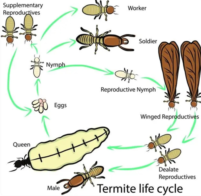 浙江发现罕见3后1王白蚁巢，数量多达百万，蚁后繁殖能力有多强？