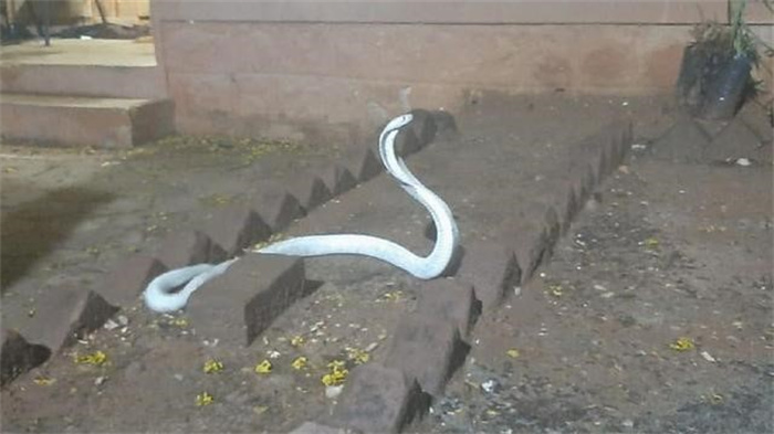 印度发现1.5米白化眼镜蛇  野生寿命通常不到1天  它咋长这么大
