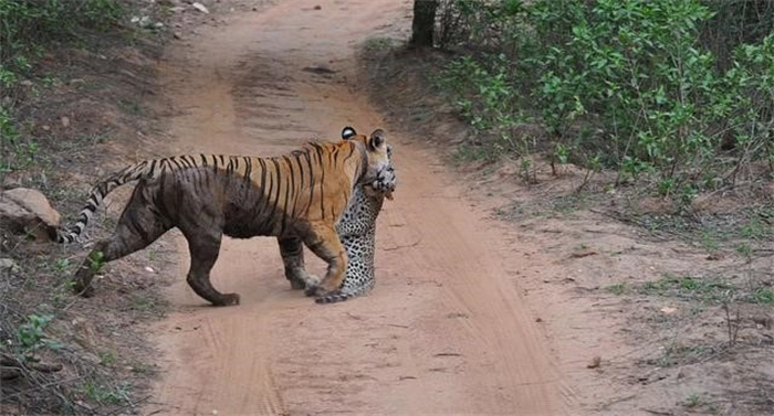 印度一只老虎猎杀了花豹但没吃  难道猫科动物之间不吃对方的肉