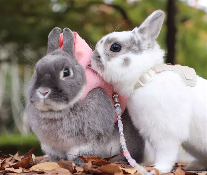 世界上最漂亮的兔子 性格活泼的公主兔（漂亮兔子）