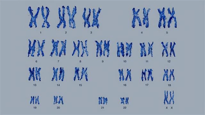 1100万年后  决定人类性别的Y染色体将消失  那时人类会怎么样