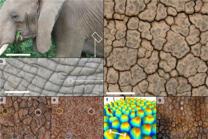 成年大象皮肤有1800斤  放大50倍后  2018年科学家发现象皮的秘密