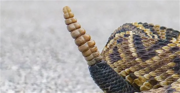世界上巨型的蛇类都有哪些？