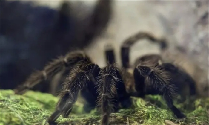 世界十大蜘蛛，说实话有点害怕