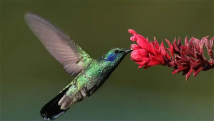 世界上最小候鸟的有趣事实  你可能听过一些